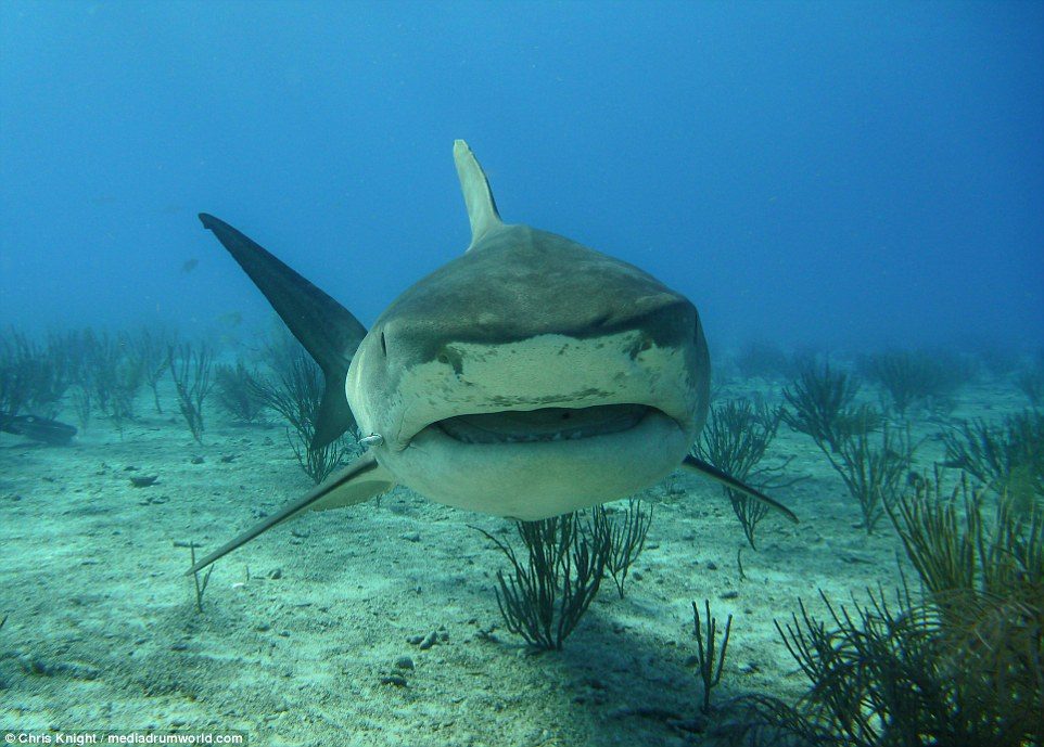 Fotos de tiburones tigre
