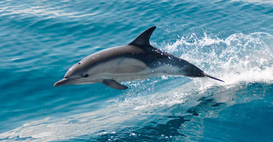 Características de los delfines
