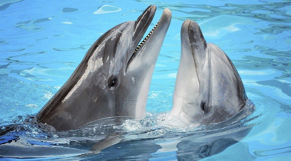 Delfines de agua dulce