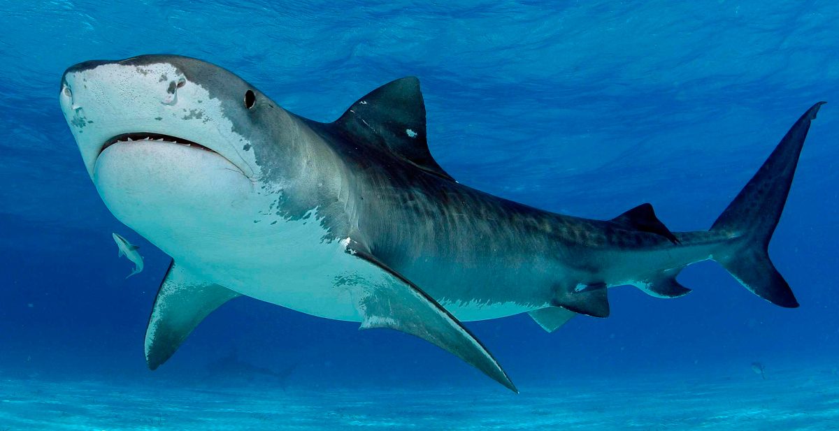 Tiburón tigre
